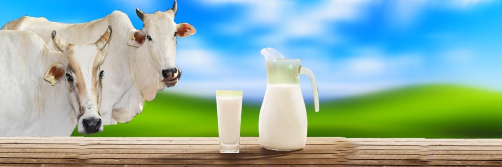 Banner Gosala milk1 1024x342