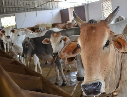 Fodder  Donated to JIVA Go:sa:la