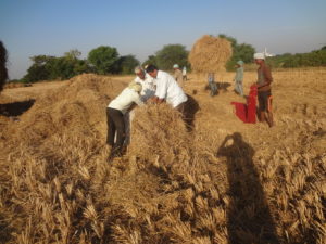 Fodder Grass Donated To Cows Gosala