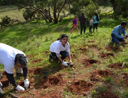 National Tree Day – JET Adelaide Chapter