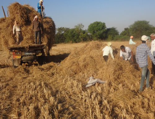 Fodder  donated to Go:sa:la