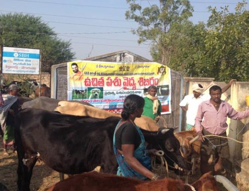 Veterinary Camp Conducted by Vikasa Tarangini Karimnagar
