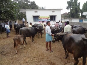 Free Veterinary Camp Karimnagar Vikasa Tarangini
