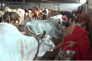 HH Chinna Jeeyar Swamijji with cow in gosala
