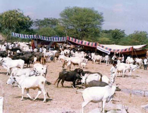 Veterinary Services