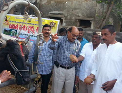 Veterinary camp conducted in chityalapally – Karimnagar