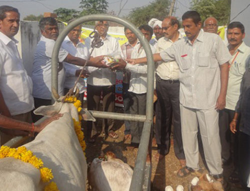 Vikasa Tarangini karimnagar conducted veterinary camp at Sayabpalle