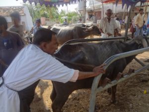 Veterinary camp conducted in Karimnagar