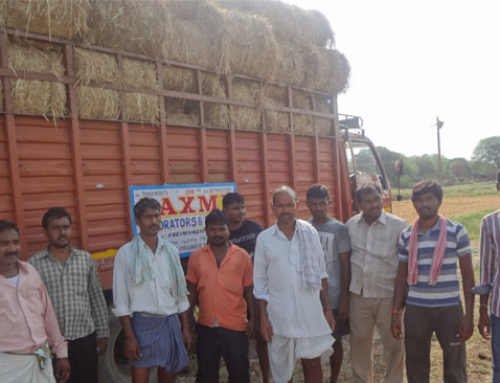 Grass to Gosala