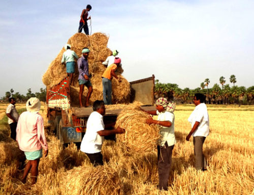 Grass to Gosala by Vikasa Tarangini Karimnagar