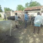 Vikasa Tarangini Veterinary Camp Karimangar Doctor Examining cows 2