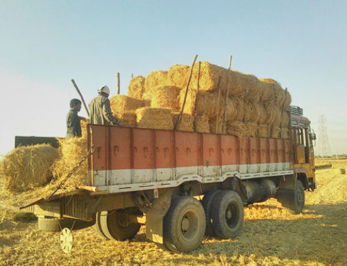 Fodder Donated to JIVA Go:sa:la by Vikasa Tarangini Karimnagar
