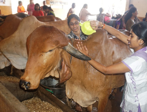 JIMS Medicos Volunteered in Cows ShelterF