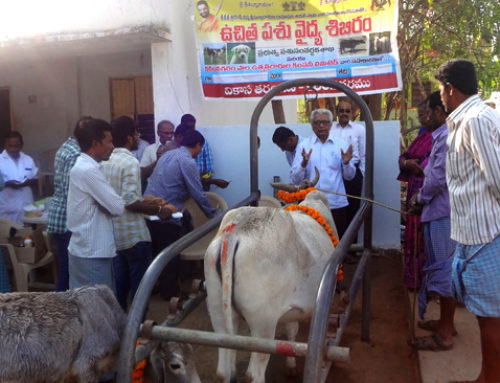 Veterinary Camp Conducted by Vikasa Tarangini Karimnagar On 21st Jan 2016
