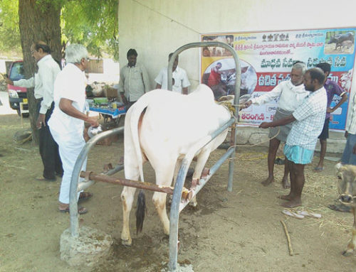 Karimnagar Vikasa Tarangini Conducted Veterinary Camp in Munjampally