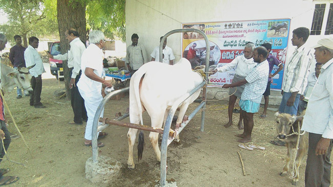 Karimnagar Vikasa Tarangini Conducted Veterinary Camp in Munjampally
