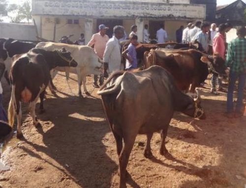 Animal Protection -Vikasatarangini  Conducted Veterinary CampF