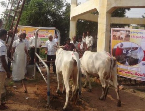 Animal Protection at Rangampeta Village