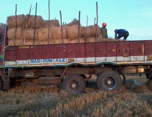 Truck Load of Grass Donated to JIVA Gosala