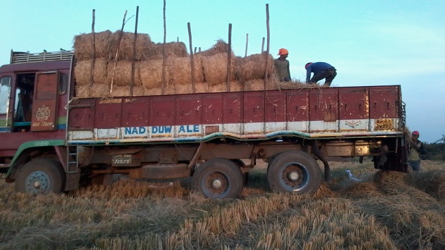 Truck Load of Grass Donated to JIVA Gosala