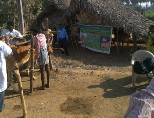 Veterinary Camps at Vizianagaram District