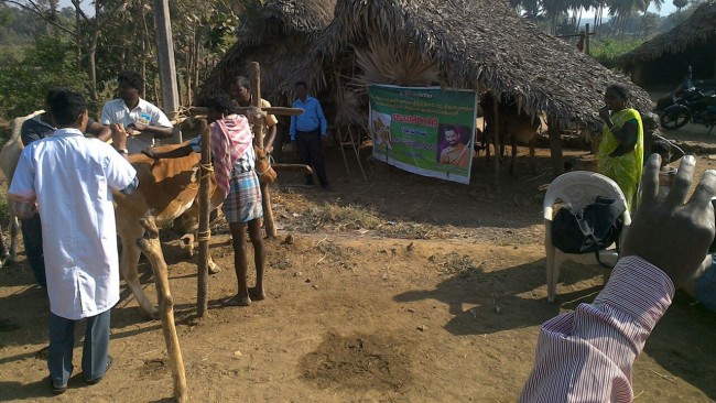 Vikasa Tarangini Veterinary Camps at Vizianagaram District