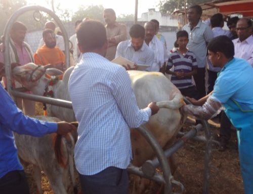Jammikunta Viksa Tarangini conducted Veterinary Camp In Keshavapur