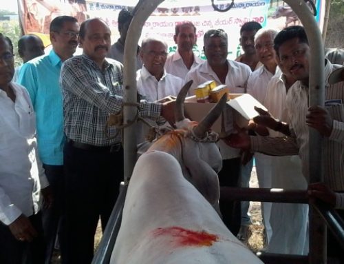 Veterinary Camp Conducted in Lambadipalle, Karimnagar Dist