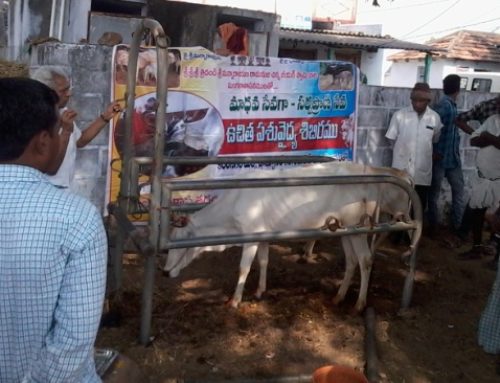 105 Cattle Treated in Veterinary Camp Conducted by Vikasa Tarangini