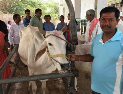 Two Veterinary Camps Conducted In Warangal Dist
