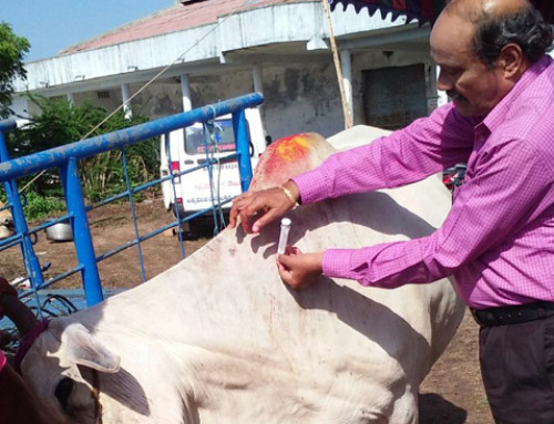 Vikasatarangini  Karimnagar, Conducted a Veterinary Camp