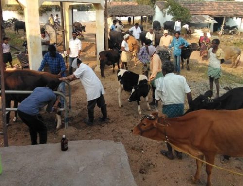 Veterinary Camp at Rangapet Village