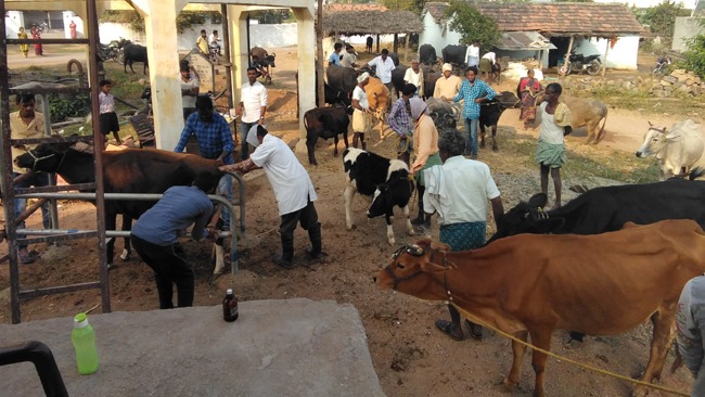 Free Veterinary Camp Vikasa Tarangini at Rangapet Village