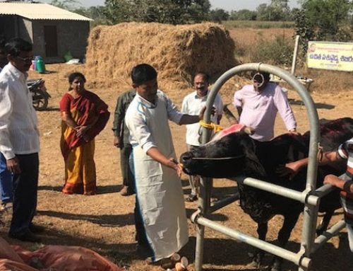 Specialised Care and Complete Health Check for 710 animals at Sithanagaram, Kummarigudem, Kadipikonda, and Siddapuram Villages!