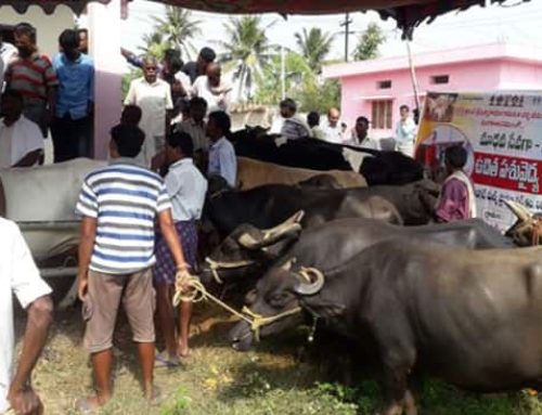 Veterinary Camps were Conducted at Bejjanki, Gundavaram and Siddipet