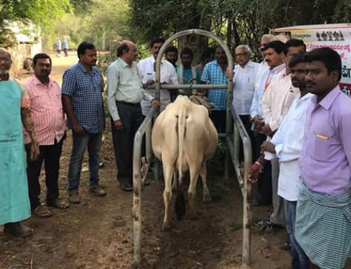 Veterinary Camp conducted at Dhurshed Karimnagar