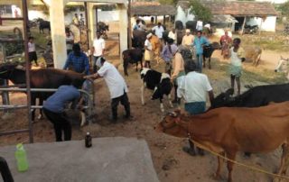 Free Veterinary Camp at Rangapet Village