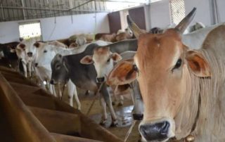 Veterinary Camps Protection Cows Gosala