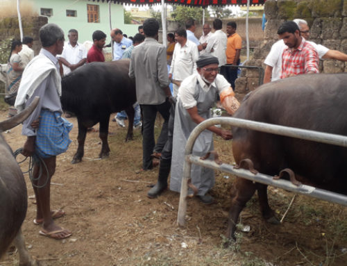 Veterinary camp at Rajannasiricilla treats 118 cattle