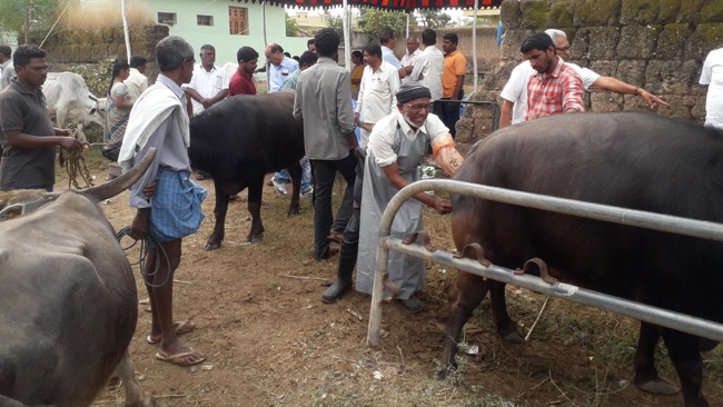 Veterinary camp at Rajannasiricilla treats 118 cattle animals treatment