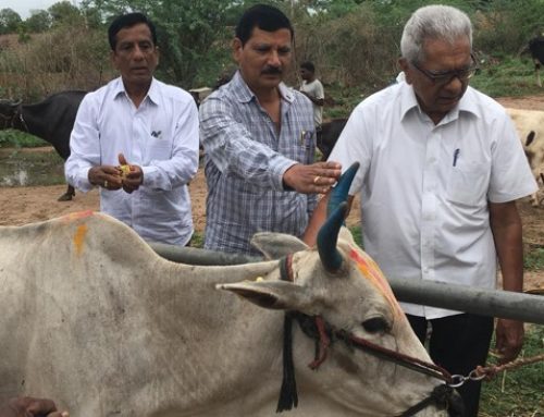 Veterinary Camp at Chippakurthi,Karimnagar