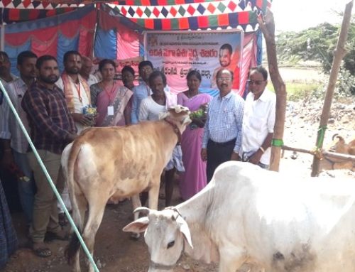 Veterinary Camp in Conducted in Srikakulam