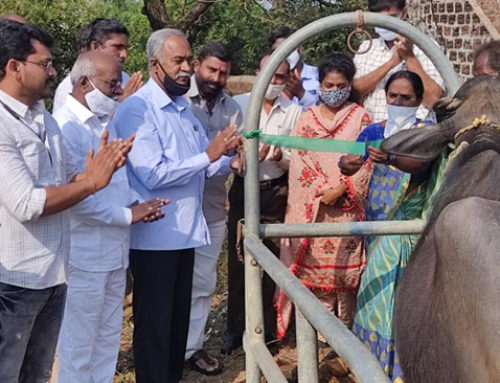 363 animals treated in veterinary camps, Warangal
